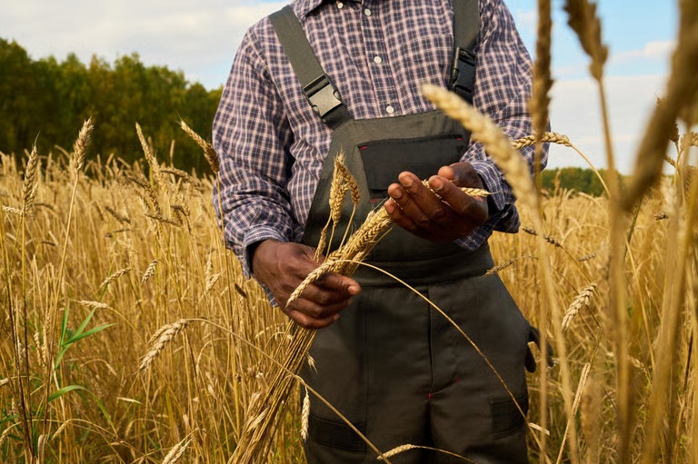 Wheat Field